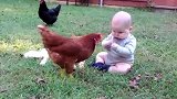 鸡啄萌娃，萌娃一招将其制服，鸡：这娃不好惹
