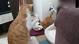 带回家一只小猫，大橘不淡定了，竟想对小猫下“毒手”