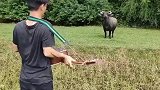 对牛弹琴现场版，牛受不了直怼着男子跑