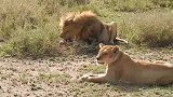霸道加抠门的雄狮！只顾自己吃而不管旁边的母狮
