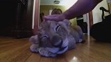 大家康康我这小猫咪有点豹怎么回事