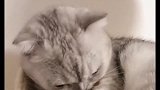 猫咪把它的母爱给了仓鼠，主人伸手，它还急眼了