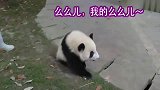 奶妈开导熊猫里面的个性少年,它还很气愤