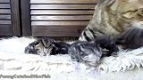猫妈妈旁边玩耍的小奶猫，这呆萌的模样，好可爱！