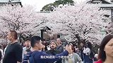 日本京都最优雅的旅游街，全长1000米，街上能看到艺伎！