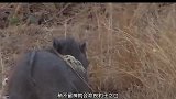 豹子与疣猪的爱恨情仇，疣猪一不留神就丧命，疣猪：放过我吧！