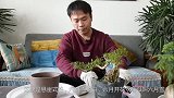 现在种植一盆六月雪盆景,来年开花整个六月,不枉养花这么多年