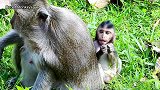 猴妈妈送了礼物给它的宝宝，宝宝很喜欢