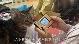铲屎官玩游戏不理猫咪，喵星人气炸了，接下来忍住别笑