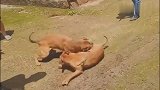 比特犬回乡下想耀武扬威，谁知被隔壁村的狗王直接秒杀，太丢人了
