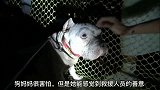 救援一只斗牛犬妈妈和她的宝宝们，请看它们的变化，感人