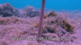 男子海中潜水，发现一个长相酷似蜈蚣的生物，吃货们敢下口么？