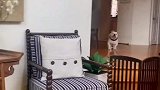 狗子的偏爱不要太明显