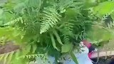 姥姥给6个月宝宝编草帽，特意找了两朵花点缀
