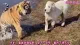 爆笑：这年头打眼技术都这么差吗