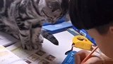 爆笑：孩子他哥经过猫咪调教后成了废人！
