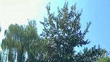 和室友来一场多重灌篮，旁边还有小迷妹欢呼！