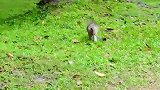 春风吹过，猴王在它的领地巡视