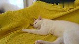 秀恩爱打脸快，2只公猫腻腻歪歪，这是单身狗体会不到的快乐！