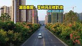 湖南衡阳：栾树开花一城秋，美不胜收