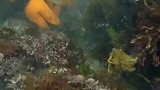 澳洲绿唇鲍，鲍鱼界的小仙女
