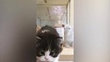 这个小猫咪真的好看，一双明亮的黑眼睛，它这是看到什么了