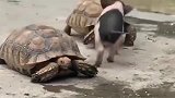 乌龟和小香猪势不两立，这打架方式真是萌翻了！