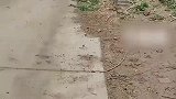 动物们全体出动满载而归，竟是养家里的一个“闲人”！