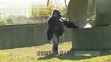 动物园现无毛的猩猩,肤色接近人类,是进化的新特征