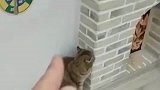 铲屎官看到猫咪自己玩对着它耍了一套咏春拳