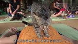 肉垫按摩,猫咪为顾客按摩赚口粮,喵星人劳动最光荣