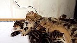 吃奶的小猫咪上线，这可爱的样子，好萌啊！
