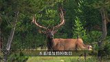 国外想引进我国东北虎，却因战斗力彪悍，无奈返回本国！