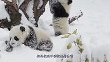 大熊猫：别想拿走我的崽，除非来个苹果