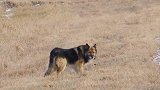 俄罗斯：“忠犬八公”！狗狗在路边等去世主人11年