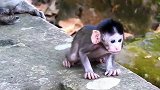 萌宝无敌，猴妈想抱它发生了争执