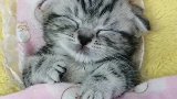 山东表姐的猫咪入睡时候太好笑了！
