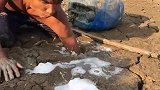 越南农民枯水河道挖鱼，这是什么操作，莫非是传说中的小猫种鱼？