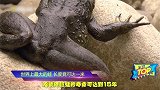 世界上最大的蛙居然能跳5米多高，最强弹跳王者，没有之一！