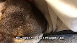 主人要给两只水獭洗澡，小家伙自己推门进去洗，根本不用操心