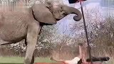 猫：就这破球踢得，还不如让我上场呢