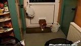 【囧囧独家】肥猫太肥卡住门，太搞笑了