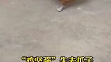 鸡坚强失去爪子，竟然学会了走路