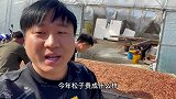 一千万能买多少松子这一小堆就五万多，损耗能达到百分之三十！