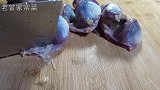 鸭胗换种新做法，去饭店都吃不到，实在太香了，上桌一会就吃光了