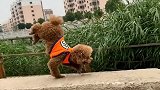 狗子戏精附体走出六亲不认的步伐，音乐一响爆笑全场，看完超解压