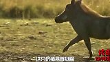 猎豹捕猎看似迅猛轻松，岂不知每次都承受着莫大的风险