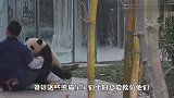 熊猫宝宝被塞进竹筐，费半天劲爬出来后，第一件事就把大家逗乐了