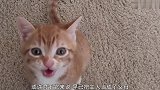 主人亲了小奶猫一下，小家伙立马就亲回去，这互动太可爱了