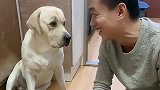 主人突然犯二，对狗狗傻笑，狗子一脸无辜的表情